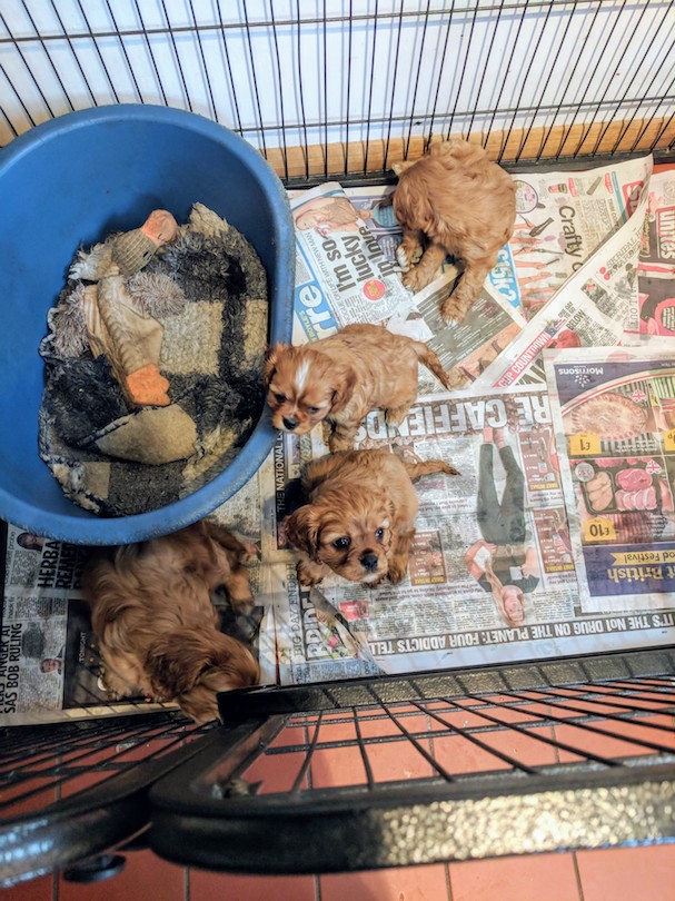 Pupdate3.jpg