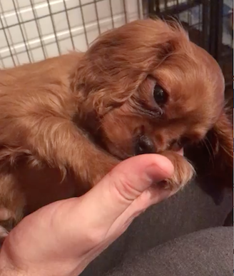 final pupdate.png